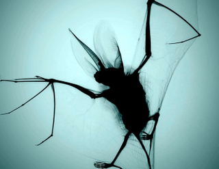 Illustration for article titled The Strange Stories Behind the Year's Best Scientific Images